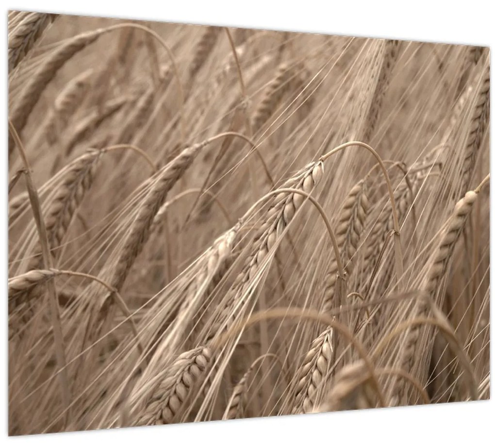 Obraz - Zlaté pole (70x50 cm)