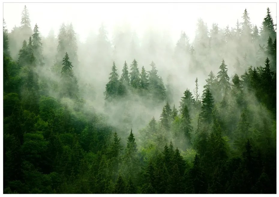 Samolepiaca fototapeta  - Horský les (zelená) 294x210