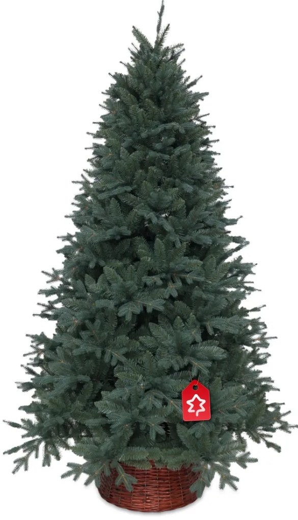 Smrek Strieborný 180 cm