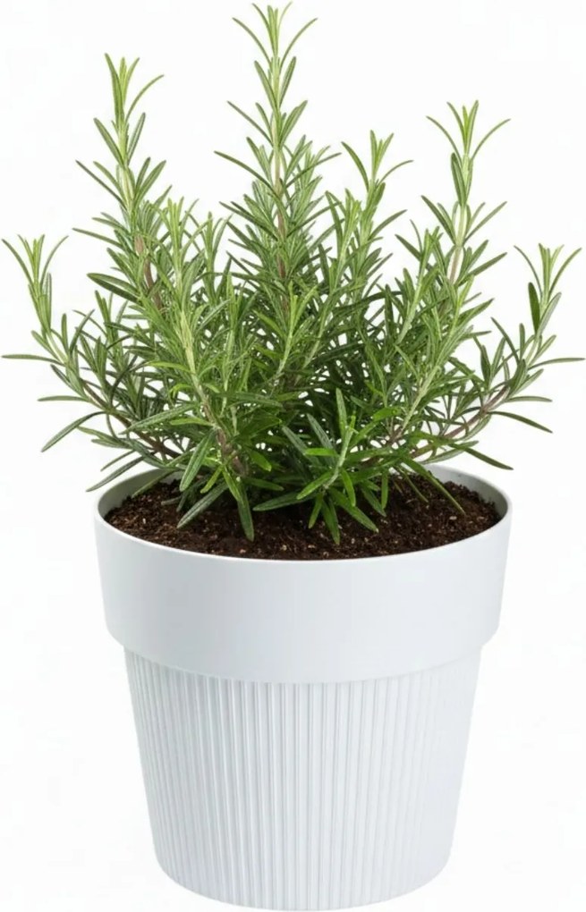 PLASTOVÝ KVETINÁČ SILVA LINE 13X11,5 CM BIELA