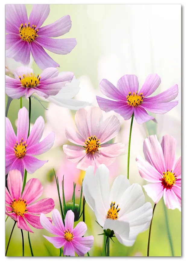 Moderný akrylový fotoobraz Poľné kvety pl-oa-70x100-f-49015861