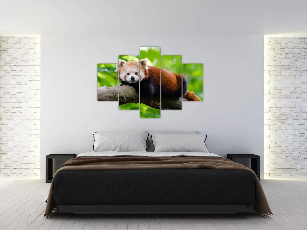 Obraz pandy červenej (150x105 cm)