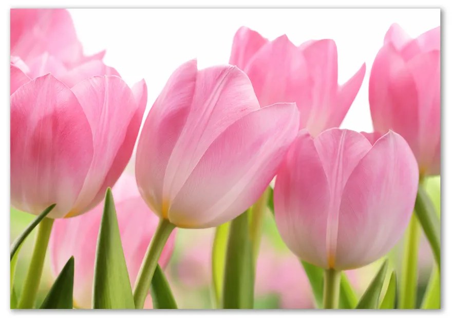 Fotoobraz na skle Ružové tulipány pl-osh-100x70-f-76775867