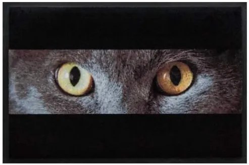 Premium rohožka- zvieratá - oči sivej mačky (Vyberte veľkosť: 75*50 cm)