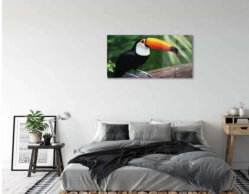Sklenený obraz Tukan na vetve 120x60 cm