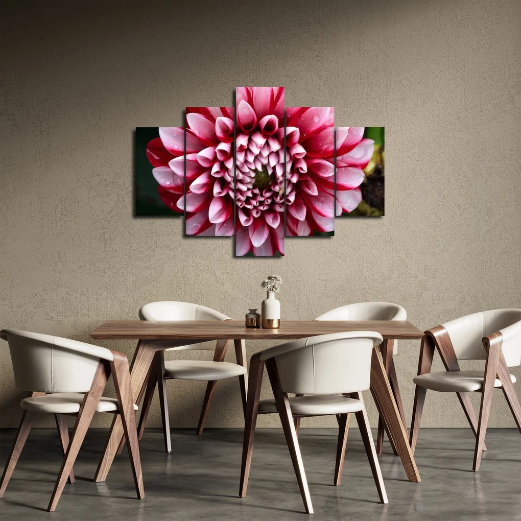 Obraz ružovej Dahlie (150x105 cm)
