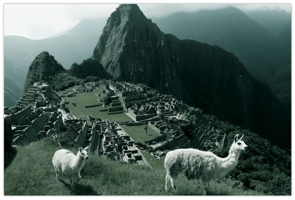 Obraz - Lamy na Machu Picchu v Peru (90x60 cm)