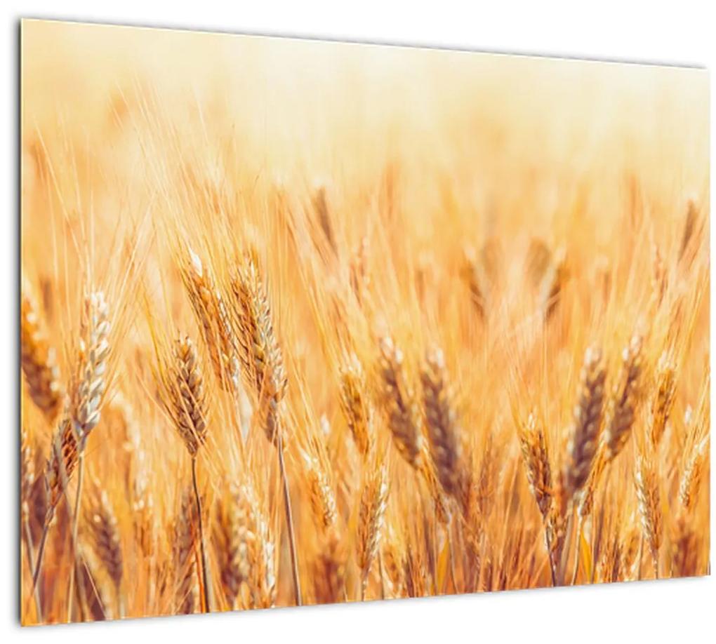 Sklenený obraz - pole s obilím (70x50 cm)