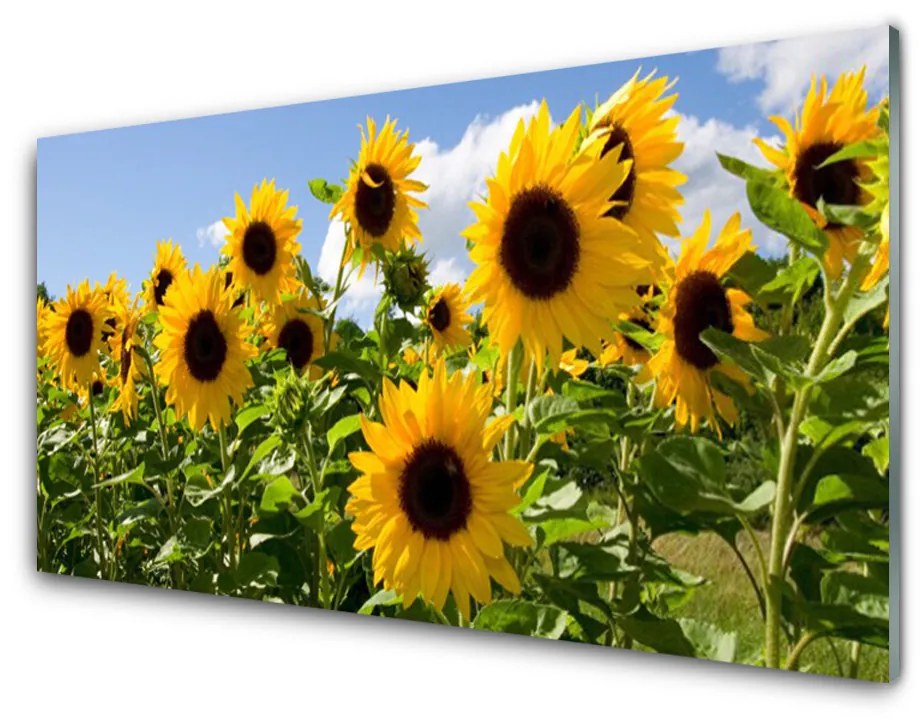 Obraz plexi Slnečnica kvet rastlina 140x70cm