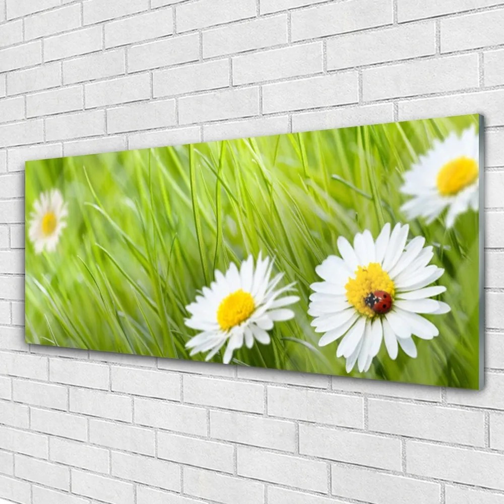 Obraz na akrylátovom skle Tráva sedmokrásky príroda 125x50 cm
