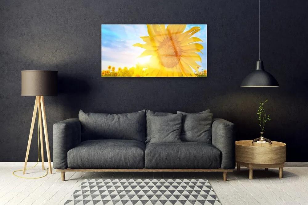 Obraz plexi Slnečnica kvet slnko 100x50 cm