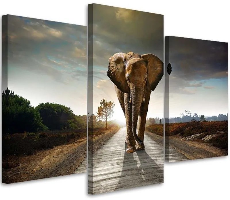 Gario Obraz na plátne Putovanie slona na ceste - 3 dielny Rozmery: 60 x 40 cm