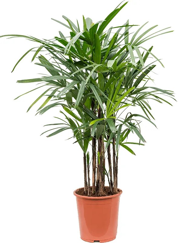 Rhapis excelsa Tuft 27x125 cm