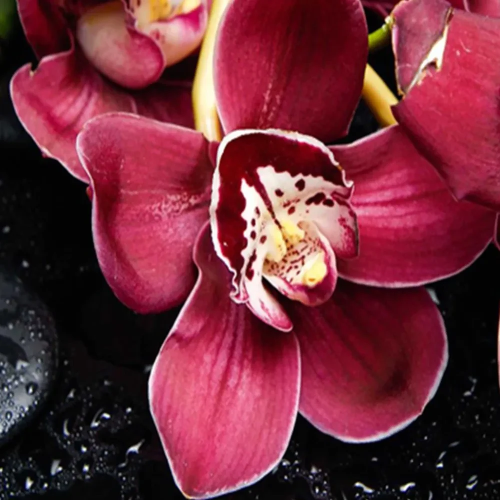 Gario Paraván Orchidea s bambusom Rozmery: 180 x 170 cm, Prevedenie: Otočný paraván 360°