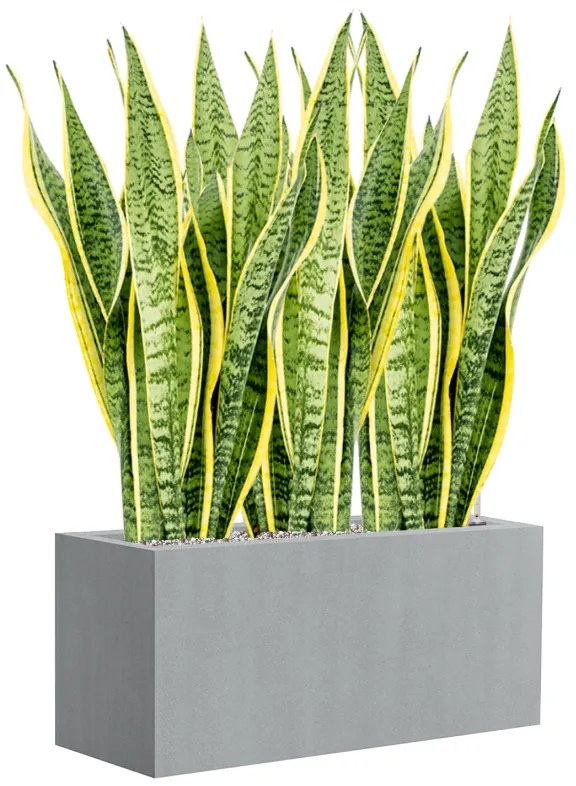 Sansevieria trifasciata Laurentii 21x80 cm