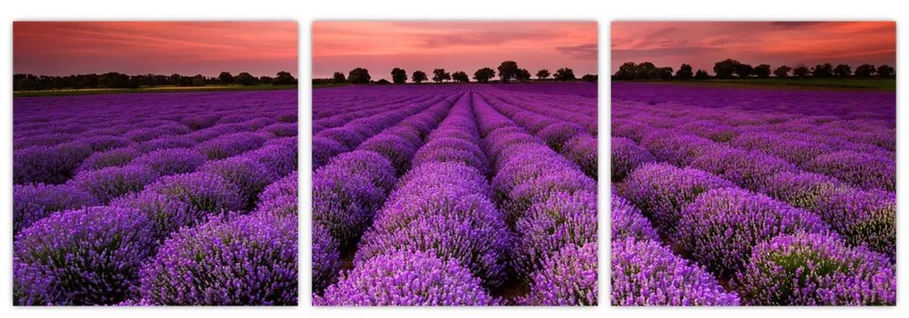 Levanduľové polia - obraz