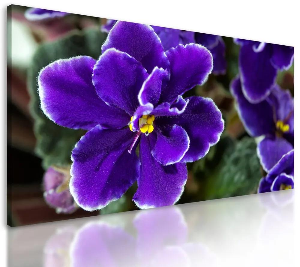 Obraz kvitnúca fialka
