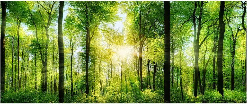 Obraz - Svitanie v lese (120x50 cm)