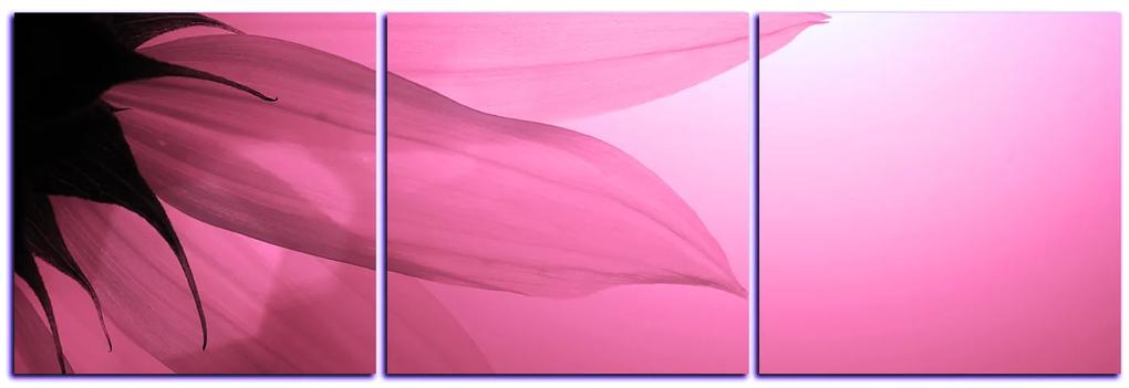 Obraz na plátne - Slnečnica kvet - panoráma 5201VB (120x40 cm)