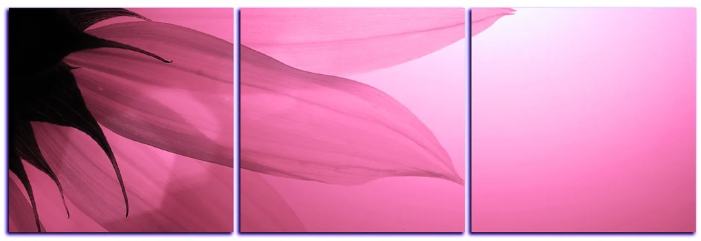 Obraz na plátne - Slnečnica kvet - panoráma 5201VB (90x30 cm)
