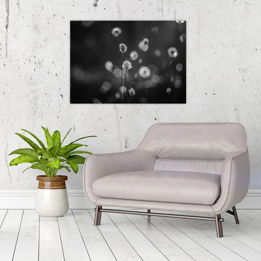 Sklenený obraz - Cottongrass na lúke (70x50 cm)