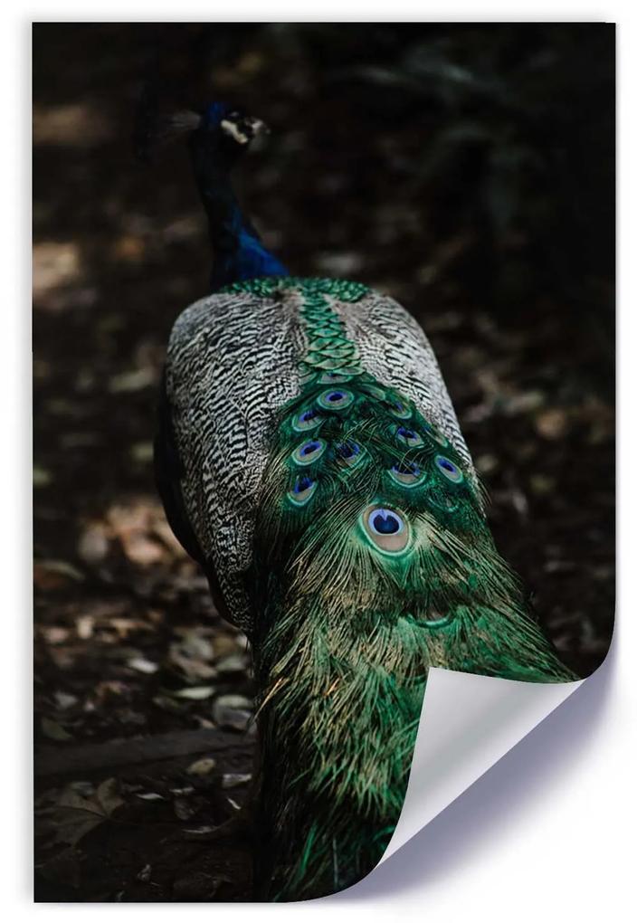 Gario Plagát Páví chvost Farba rámu: Bez rámu, Rozmery: 20 x 30 cm