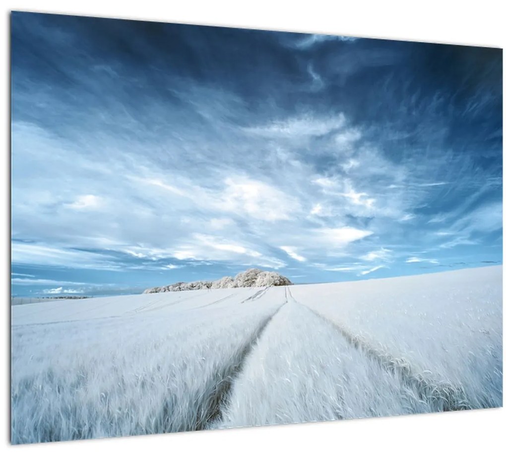 Obraz poľa (70x50 cm)