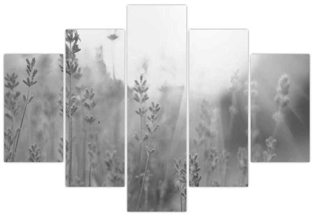 Obraz - Levanduľa (150x105 cm)