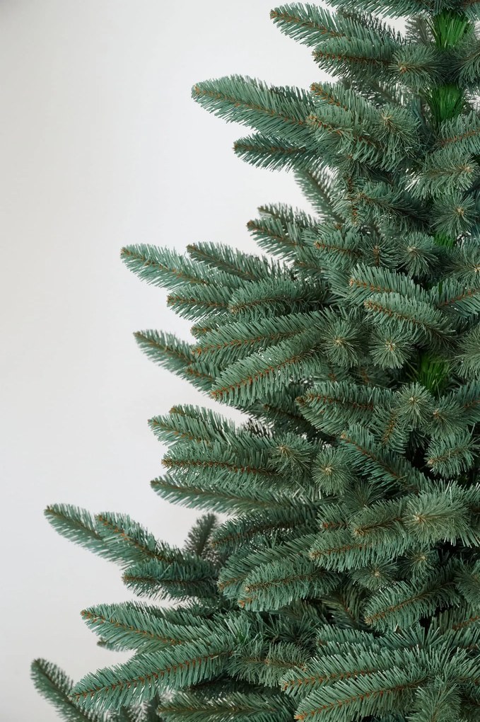 Jedlička strieborná 220cm