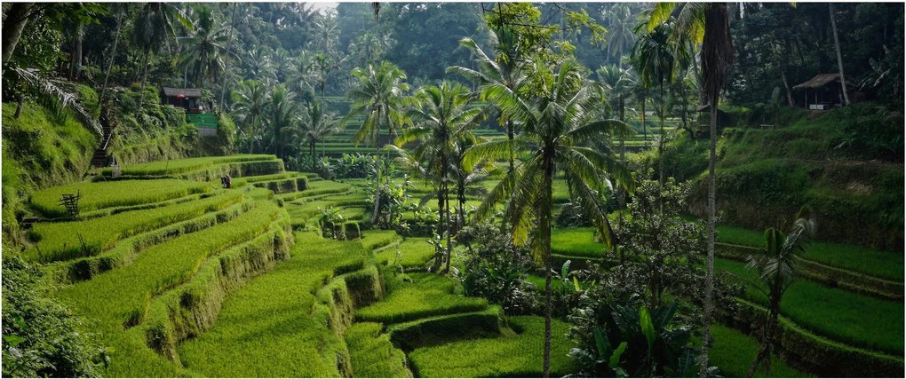 Obraz ryžových terás Tegalalang, Bali (120x50 cm)