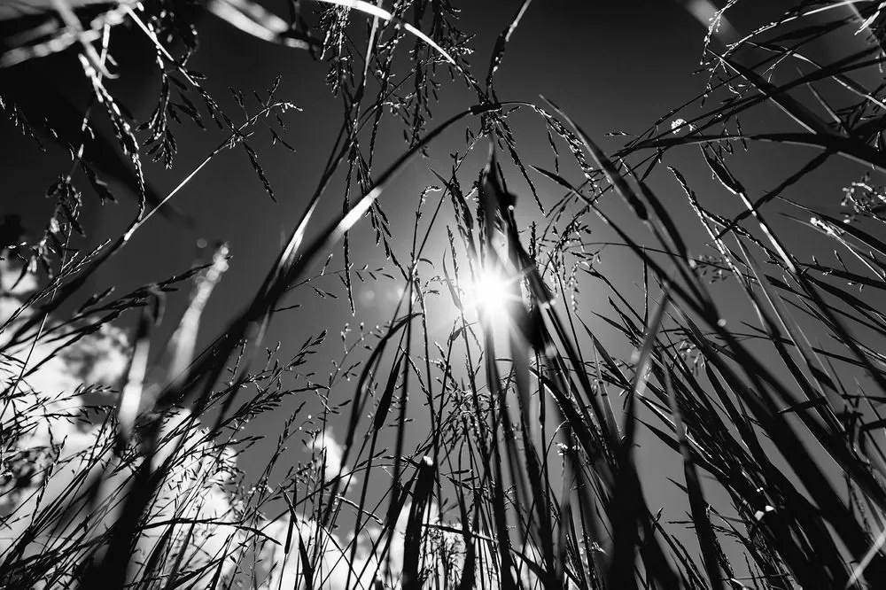 Samolepiaca fototapeta čiernobiela poľná tráva - 375x250