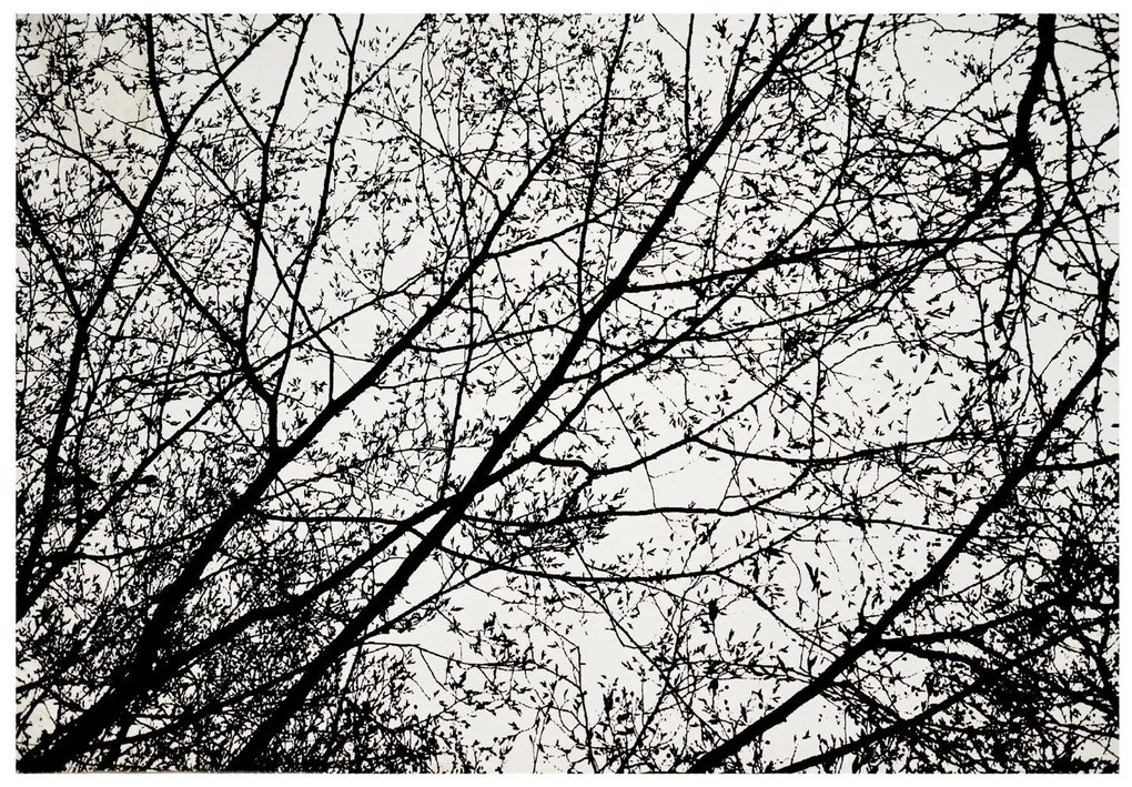 Tutumi Nature 4D, plyšový koberec vzor: čierne stromy 140x200 cm, SHG-09009