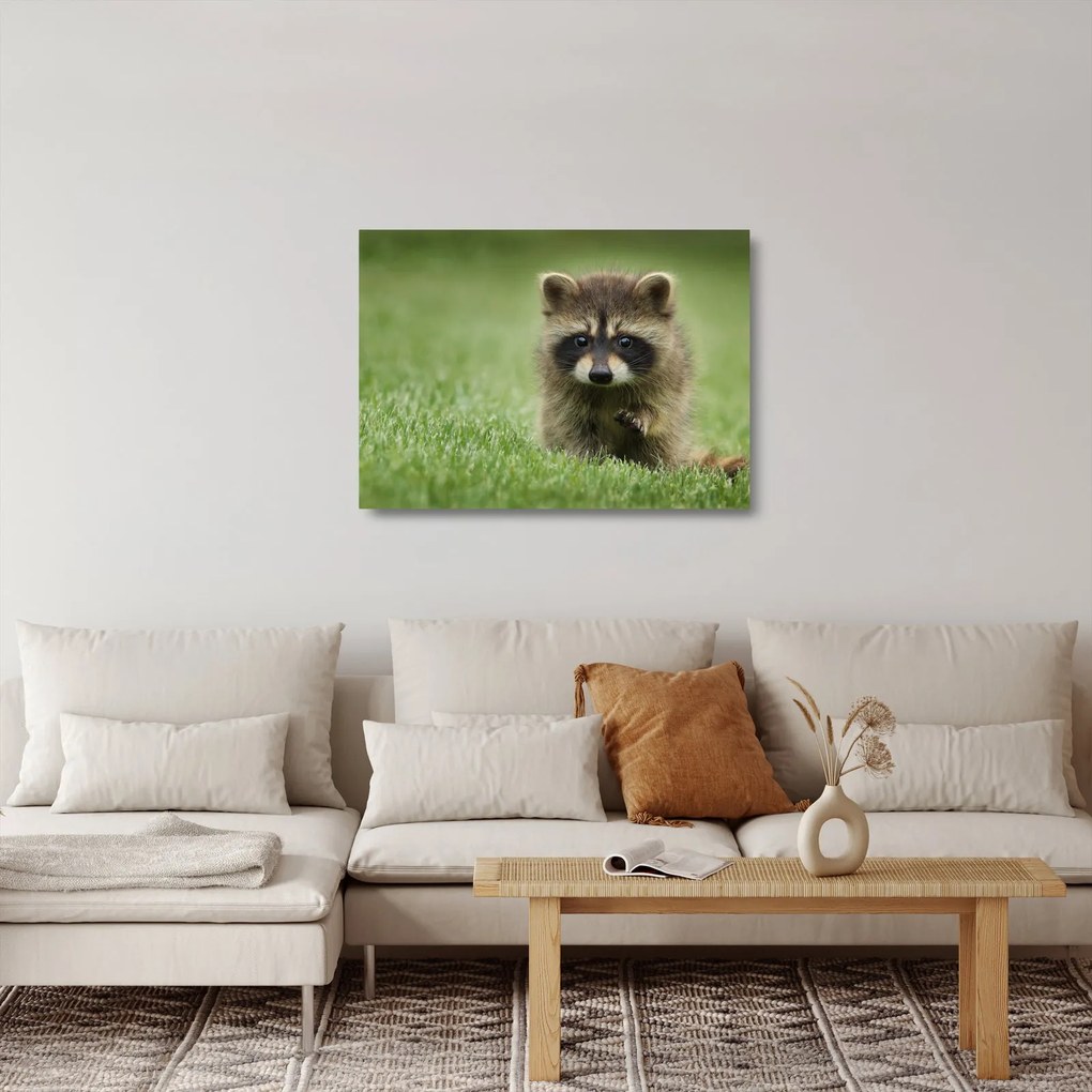 Sklenený obraz mývala (70x50 cm)