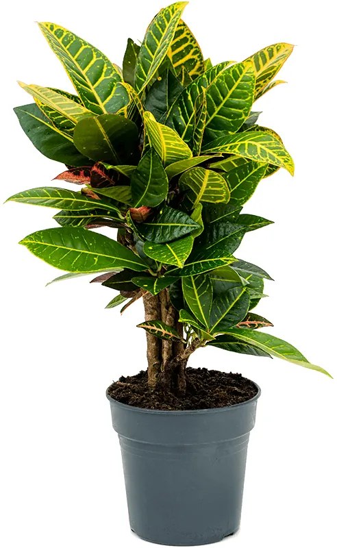 Kroton - Croton Codiaeum variegatum Petra Branched 19x60 cm