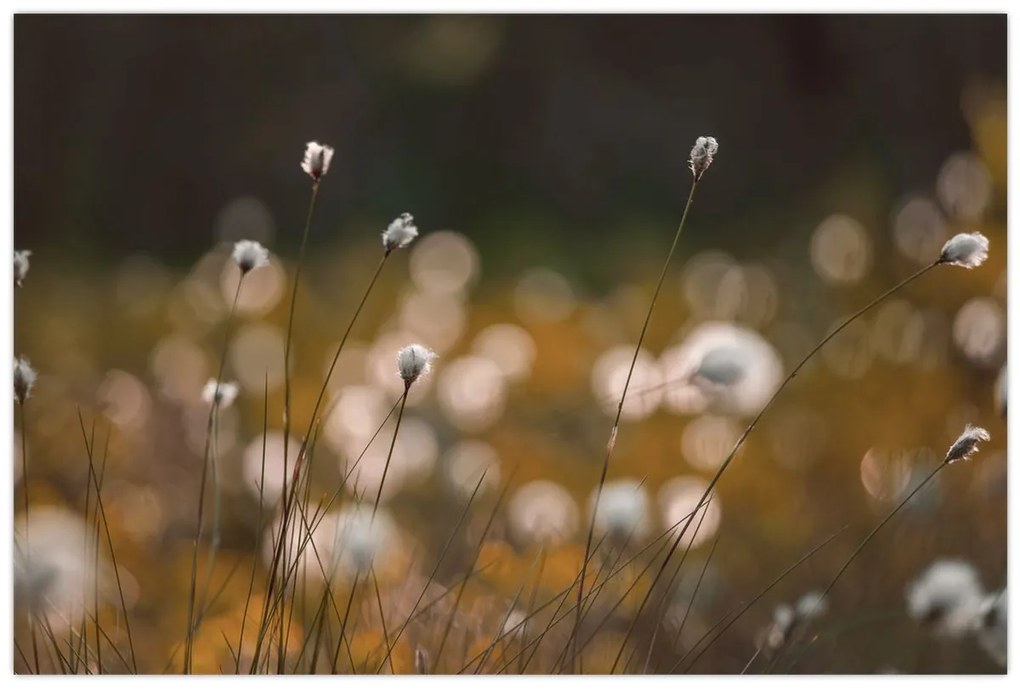 Obraz - Lúka s cottongrass N⁰2 (90x60 cm)