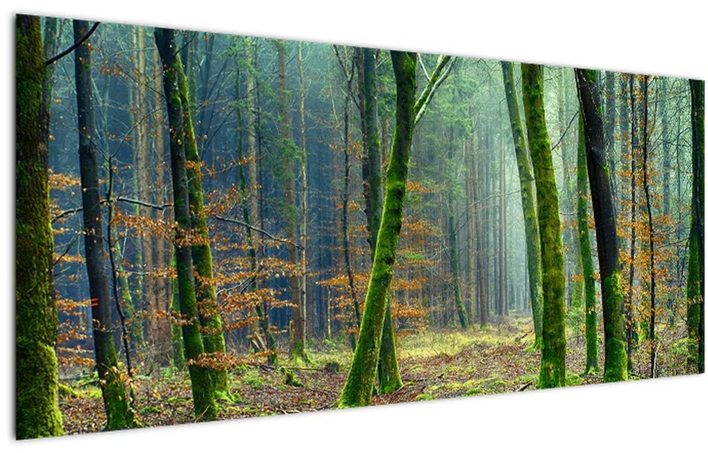 Obraz lesa (120x50 cm)