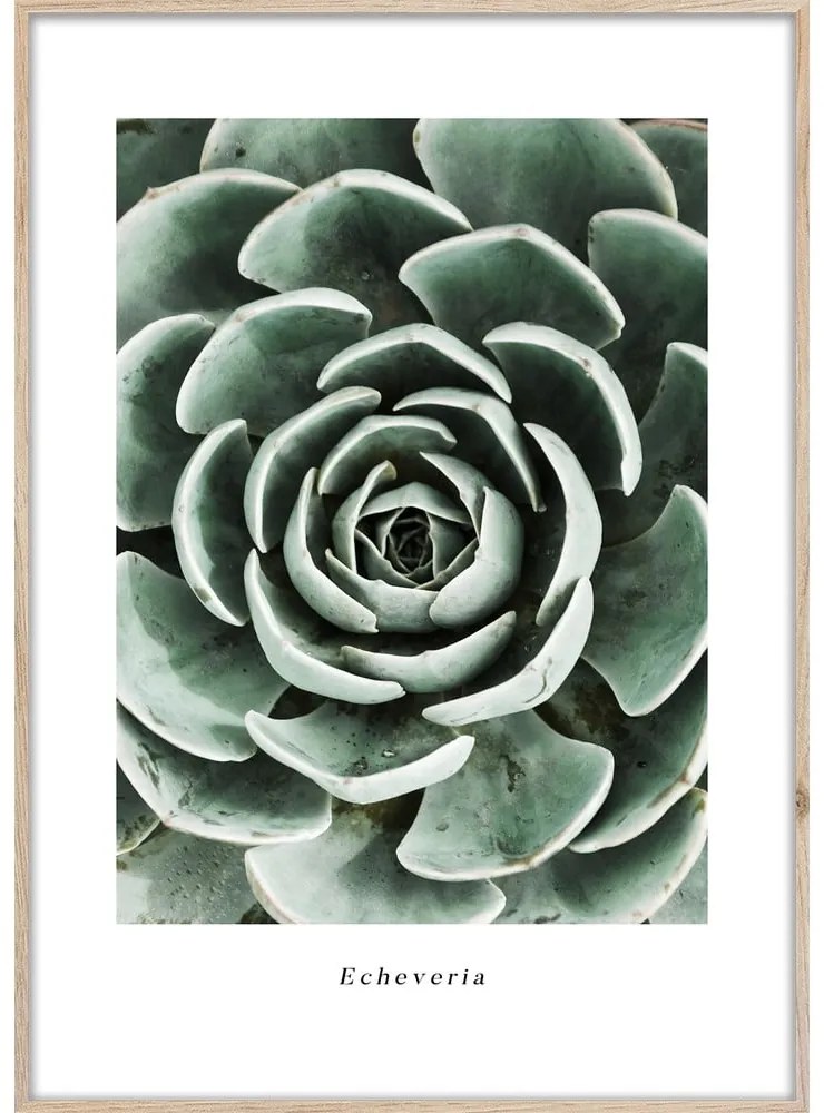 Obraz 50x70 cm Echeveria – Styler