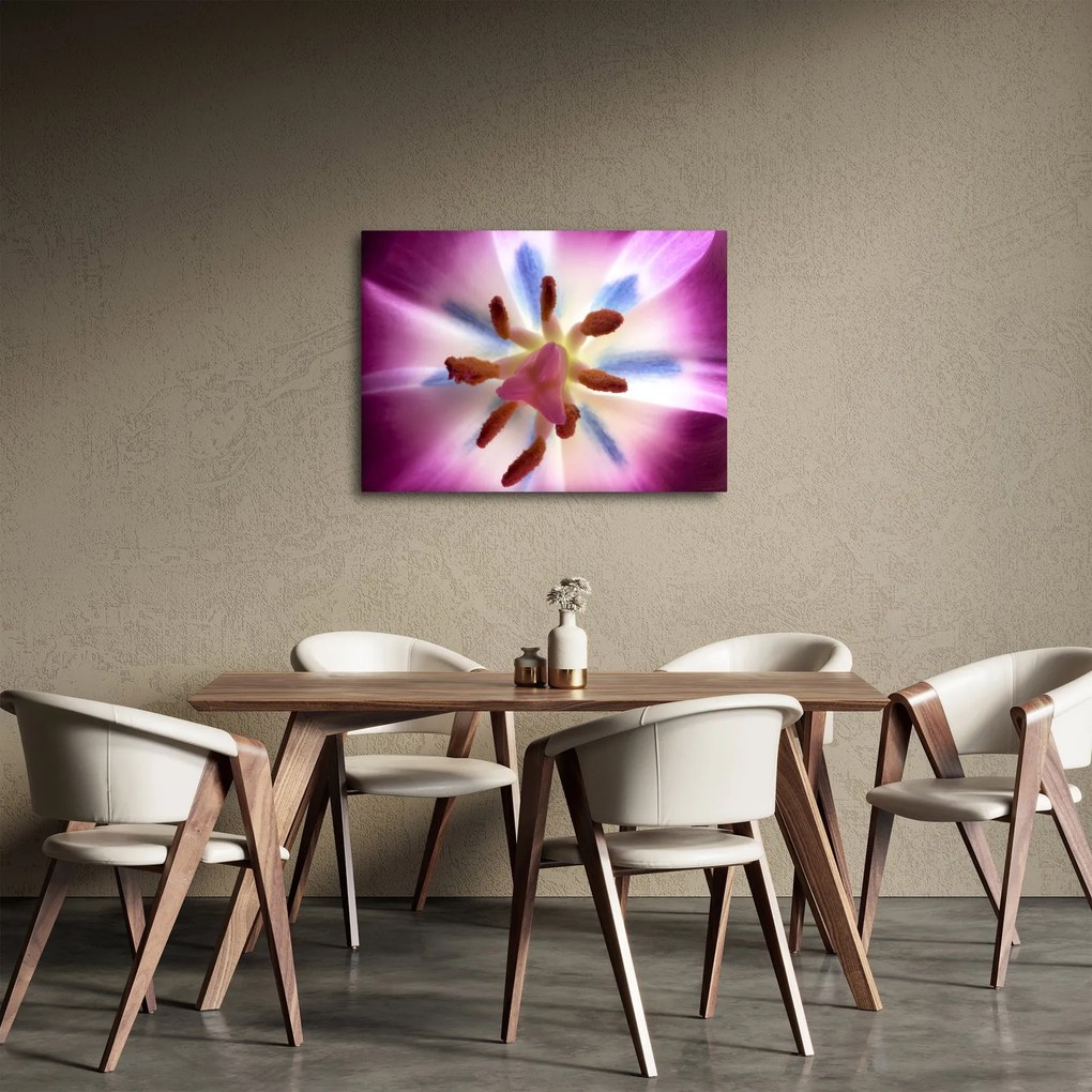 Obraz - Kvet tulipánu v detailu (70x50 cm)