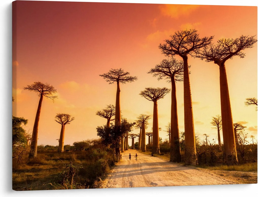 Obraz - Západ slnka v uličke Baobab (70x50 cm)