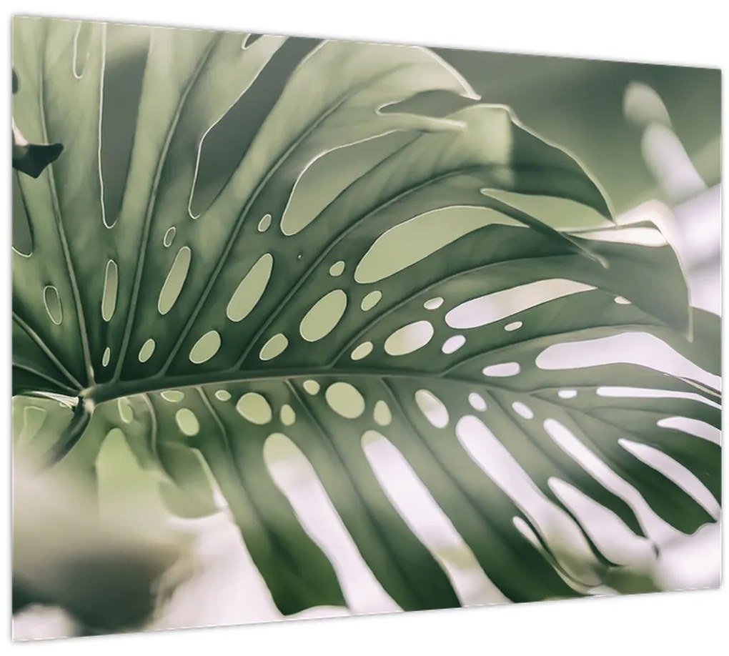 Obraz - List monštier (70x50 cm)