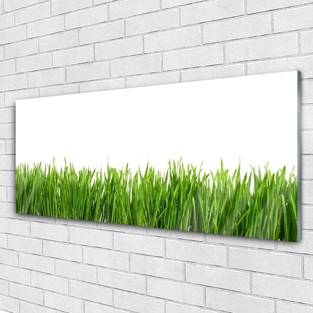 Obraz na akrylátovom skle Tráva príroda rastlina 125x50 cm