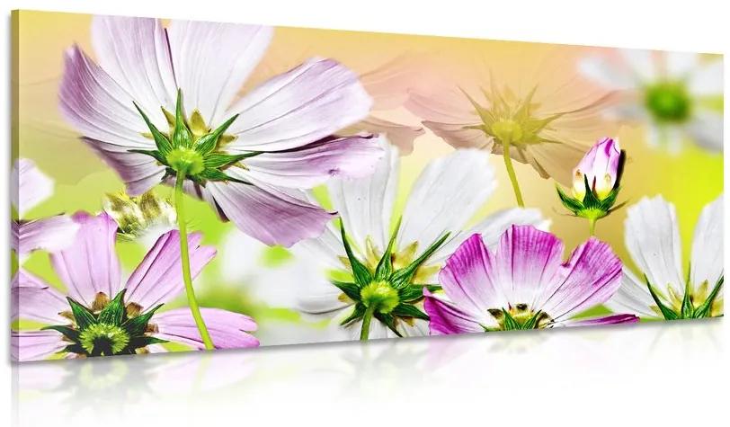 Obraz záhradné kvety Varianta: 120x60