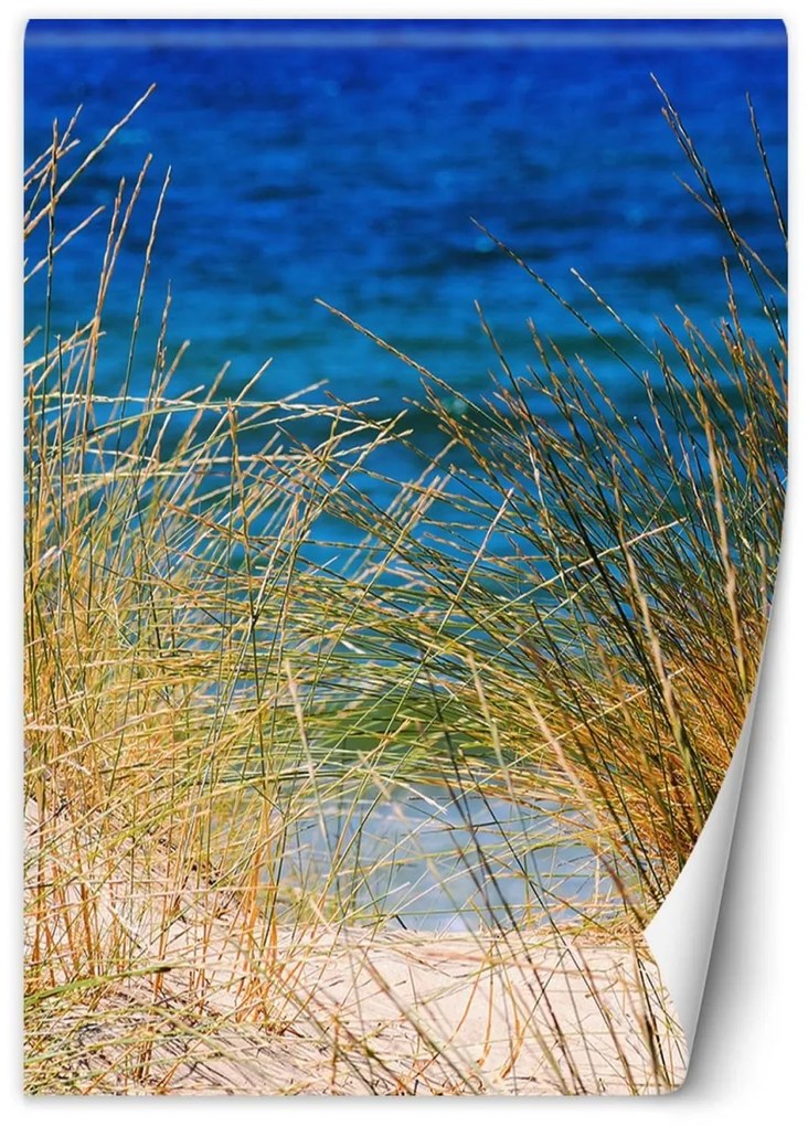Fototapeta, Vysoká tráva u moře - 100x140 cm