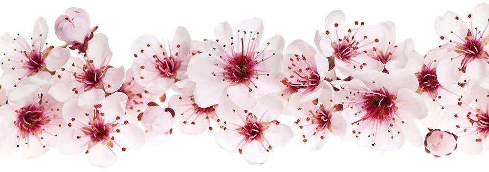 Samolepiaca tapeta čerešňové kvety