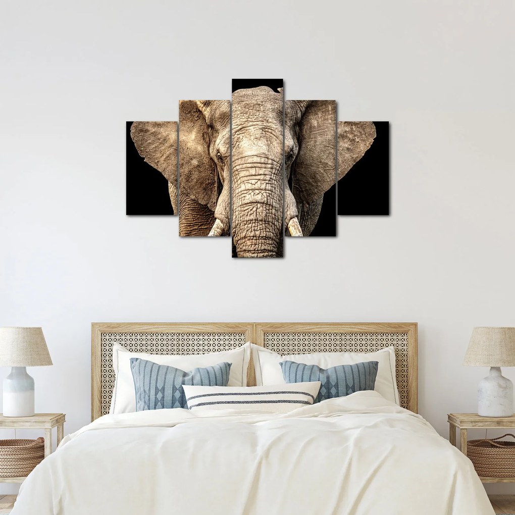 Obraz - Slon africký (150x105 cm)