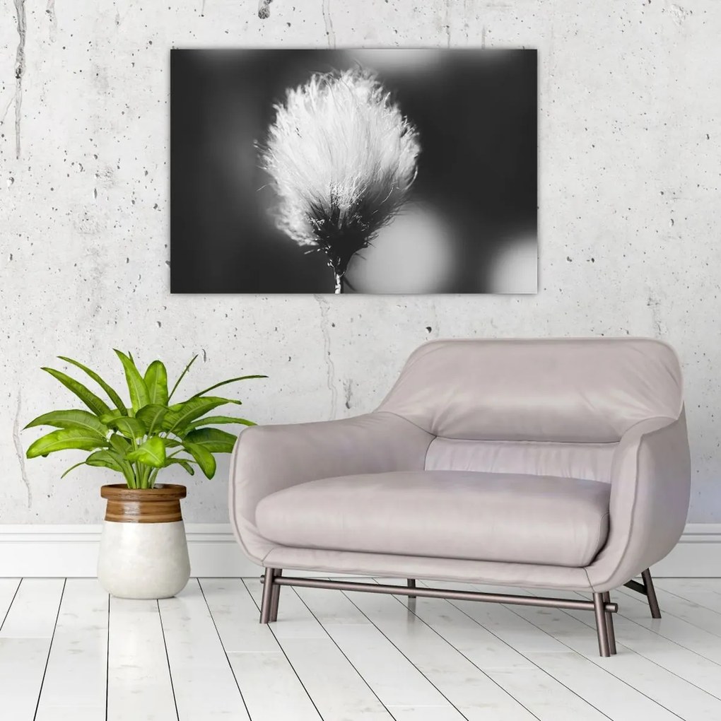 Obraz - Čiernobiely cottongrass (90x60 cm)