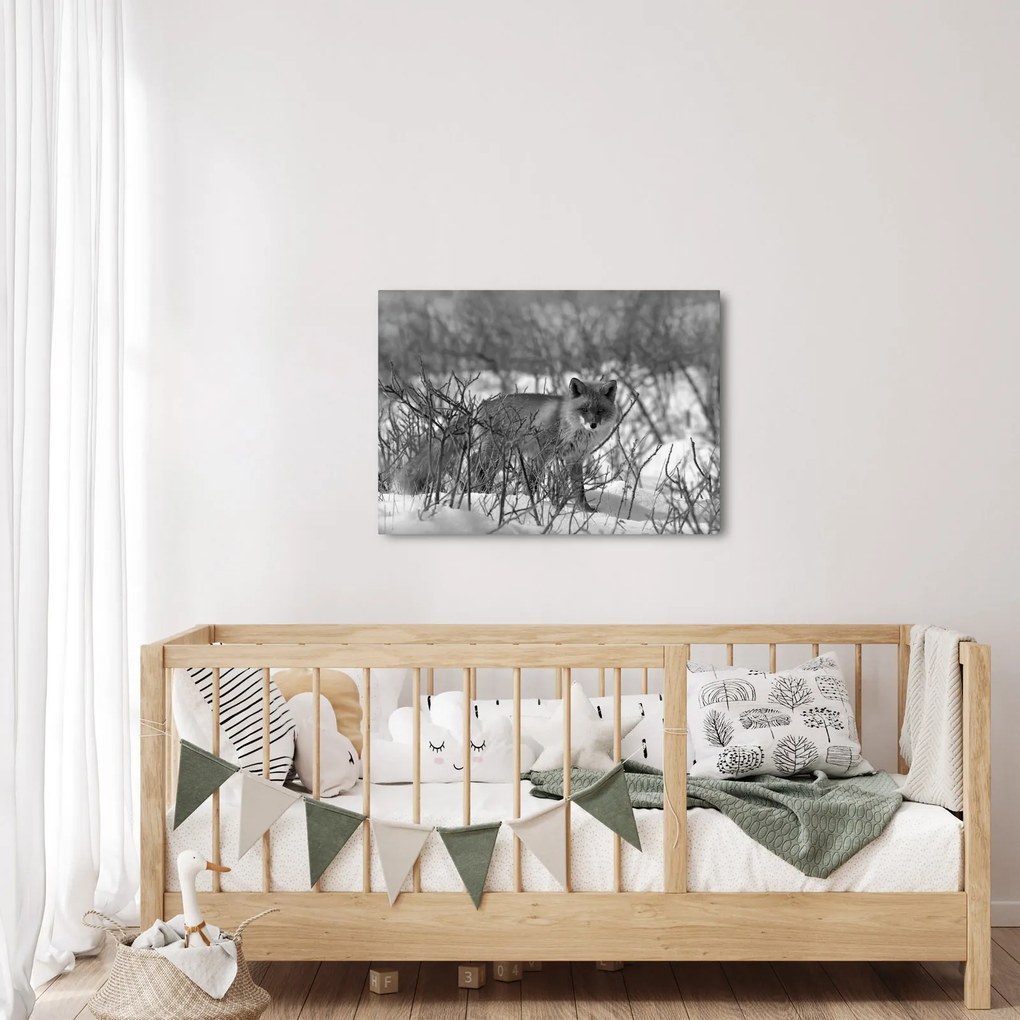 Obraz - Líška v zime (70x50 cm)