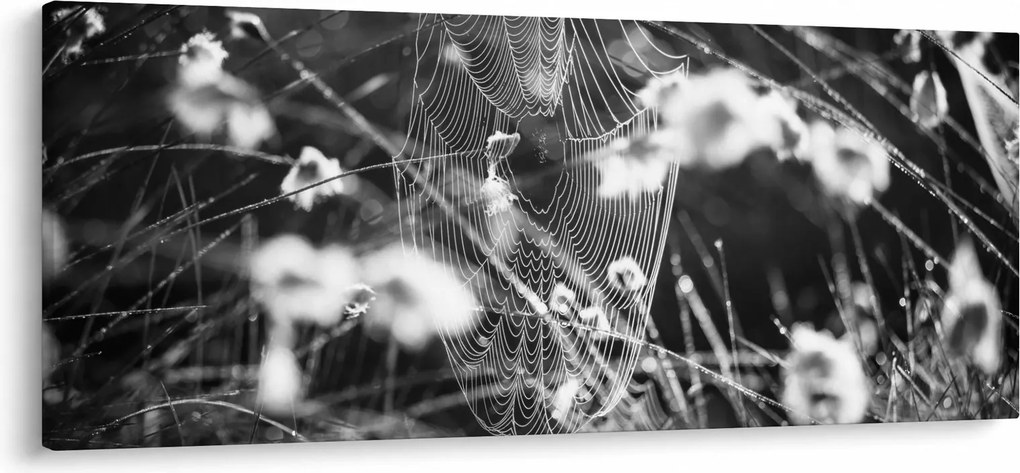 Obraz - Pavučina na lúke (120x50 cm)