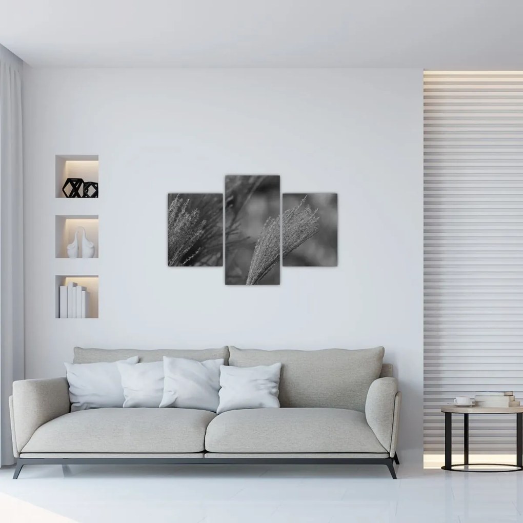 Obraz - Sušená pampová tráva (90x60 cm)