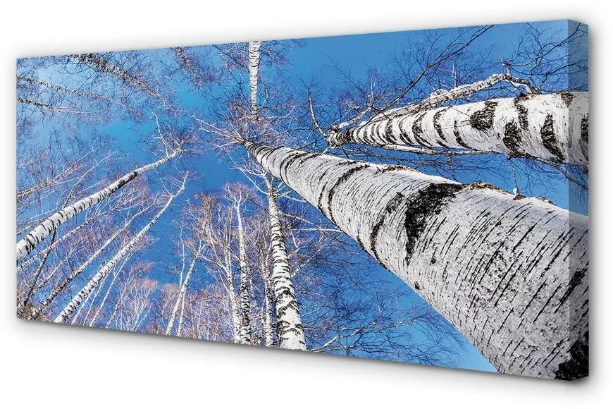 Obraz canvas breza neba 120x60 cm